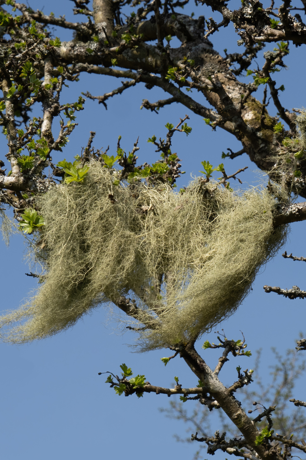 Usnea: A Traditional Remedy