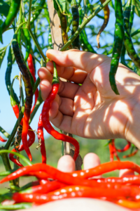 cayenne pepper benefits for skin